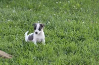 Knox, a male Rat Terrier for sale in Shelbina, MO – 2 of 2