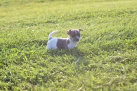 Hank, a male Jack Russell Terrier and Rat Terrier for sale in Shelbina, MO – 2 of 4
