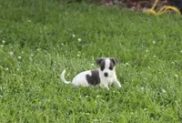 Harper , a female Jack Russell Terrier and Rat Terrier for sale in Shelbina, MO – 1 of 2