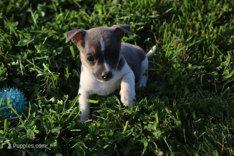 Hank – Jack Russell Terrier, Rat Terrier puppy for sale in Shelbina, MO