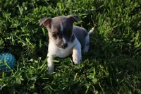 Hank, a male Jack Russell Terrier and Rat Terrier for sale in Shelbina, MO – 1 of 4
