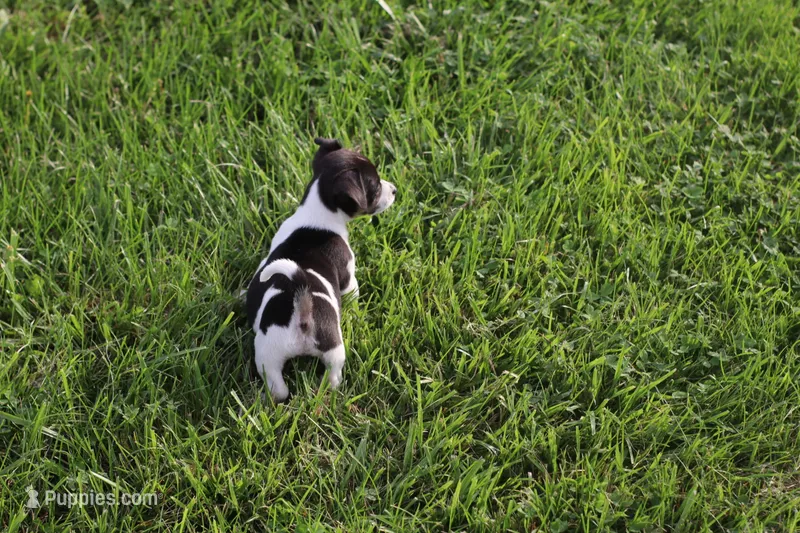 Male 5 – Jack Russell Terrier, Rat Terrier puppy for sale in Shelbina, MO
