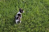 Male 5, a male Jack Russell Terrier and Rat Terrier for sale in Shelbina, MO – 1 of 2