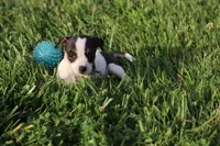 Male 5, a male Jack Russell Terrier and Rat Terrier for sale in Shelbina, MO – 2 of 2