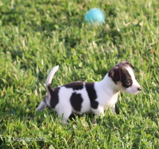 Charlie  – Jack Russell Terrier, Rat Terrier puppy for sale in Shelbina, MO