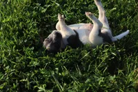 Hank, a male Jack Russell Terrier and Rat Terrier for sale in Shelbina, MO – 3 of 4