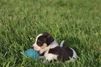 Hazel , a female Jack Russell Terrier and Rat Terrier for sale in Shelbina, MO – 2 of 2