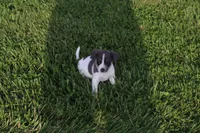 Knox, a male Jack Russell Terrier and Rat Terrier for sale in Shelbina, MO – 1 of 2