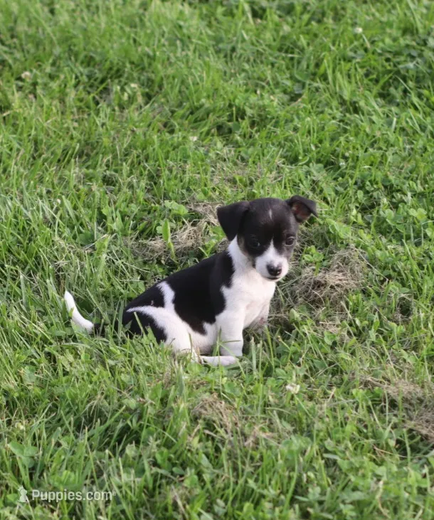 Hazel  – Jack Russell Terrier, Rat Terrier puppy for sale in Shelbina, MO
