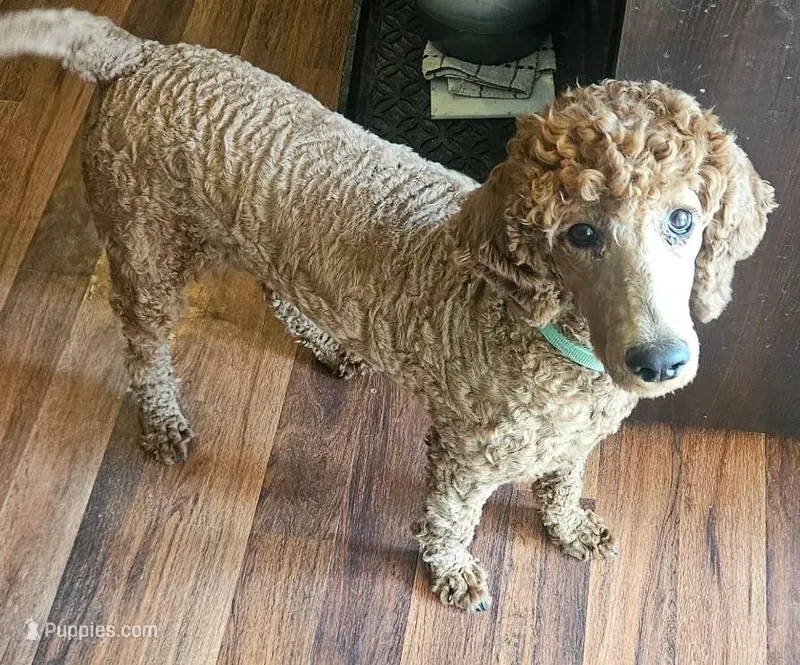 Piper – Poodle - Standard  puppy for sale in Oxford, AL