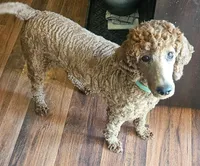 Piper, a female Poodle - Standard  for sale in Oxford, AL – 1 of 1