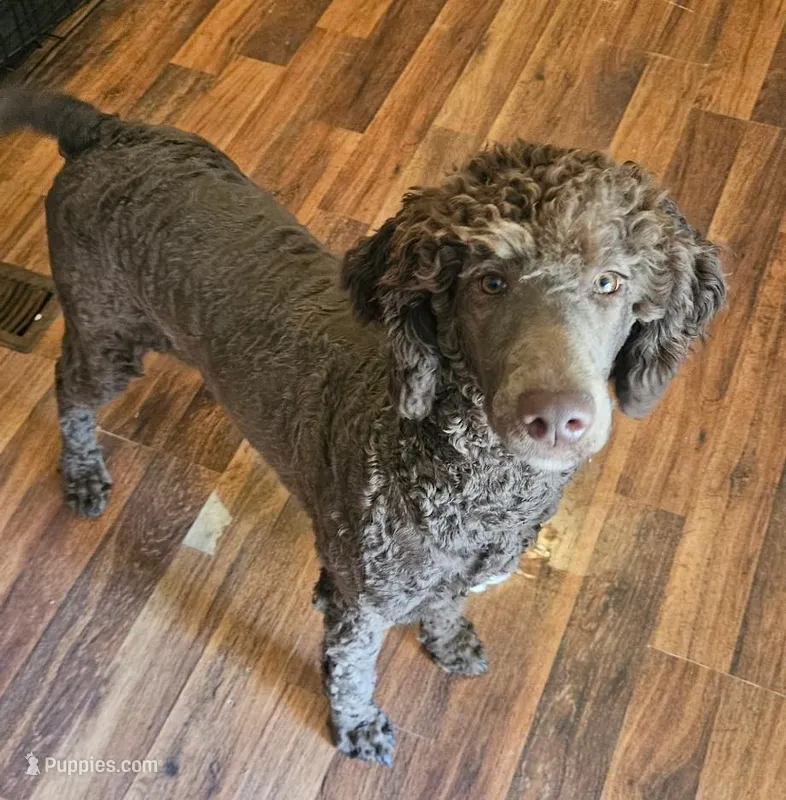 Leo – Poodle - Standard  puppy for sale in Oxford, AL