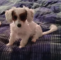 Angel, a female Yorkipoo for sale in Oxford, AL – Photo 3 of 3