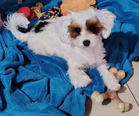 Angel, a female Yorkipoo for sale in Oxford, AL – Photo 1 of 3