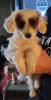 Angel, a female Yorkipoo for sale in Oxford, AL – Photo 2 of 3