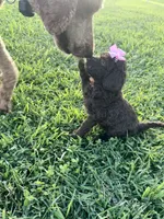 Pinky aka Pink collar Girl, a female Poodle - Standard  for sale in Corydon, IN – 5 of 10