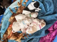 Green man aka green collar, a male Poodle - Standard  for sale in Corydon, IN – 3 of 6