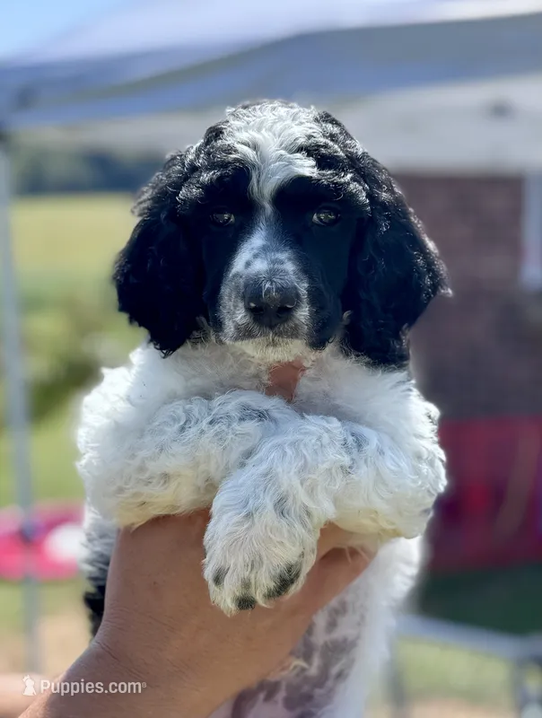 Brownie aka Brown Collar Male – Poodle - Standard  puppy for sale in Corydon, IN
