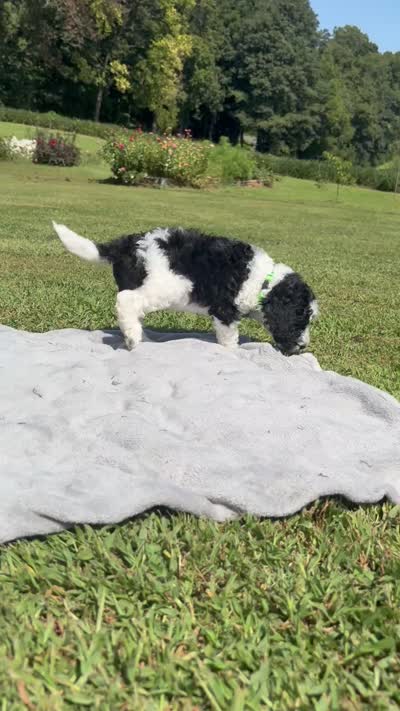 Curly aka Lime Collar Girl, a male Poodle - Standard  for sale in Corydon, IN – 2 of 9