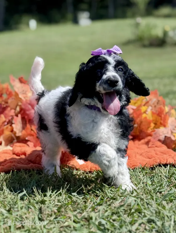 Violet aka Purple collar Girl – Poodle - Standard  puppy for sale in Corydon, IN