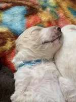 Bluey aka Blue Collar Male, a male Poodle - Standard  for sale in Corydon, IN – 5 of 6