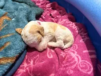 Magenta aka magenta collar, a female Poodle - Standard  for sale in Corydon, IN – 4 of 7