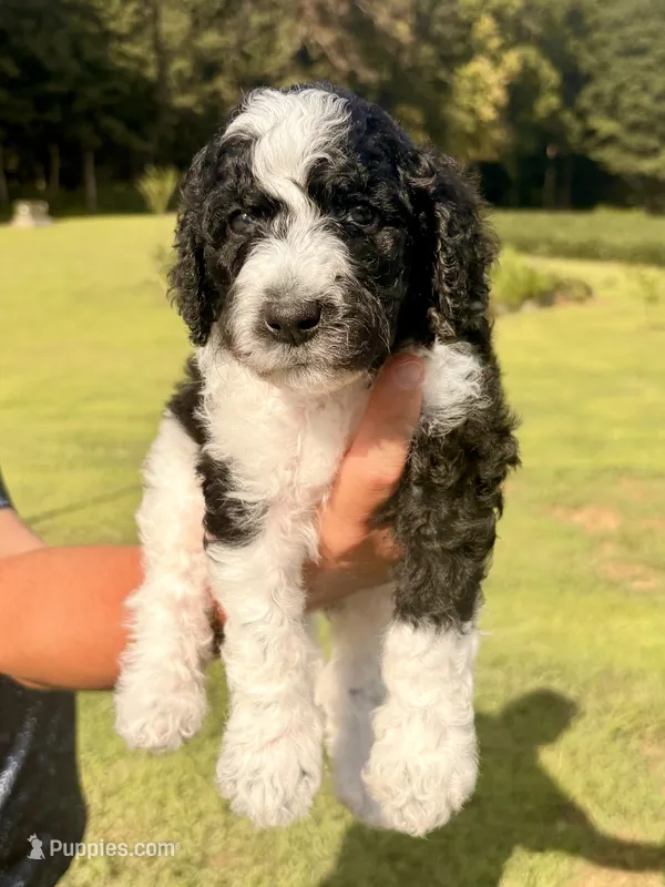 Curly aka Lime Collar – Poodle - Standard  puppy for sale in Corydon, IN