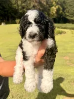 Curly aka Lime Collar Girl, a male Poodle - Standard  for sale in Corydon, IN – 1 of 9