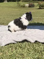 Violet aka Purple collar Girl, a female Poodle - Standard  for sale in Corydon, IN – 4 of 10