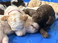 Magenta aka magenta collar, a female Poodle - Standard  for sale in Corydon, IN – 3 of 7