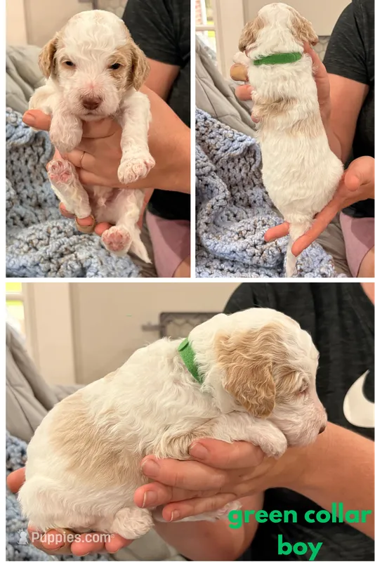 Green man aka green collar – Poodle - Standard  puppy for sale in Corydon, IN