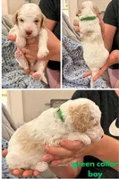 Green man aka green collar, a male Poodle - Standard  for sale in Corydon, IN – 1 of 6