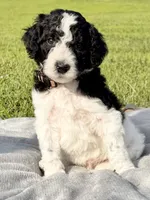 Brownie aka Brown Collar Male, a male Poodle - Standard  for sale in Corydon, IN – 1 of 6