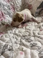 Magenta aka magenta collar, a female Poodle - Standard  for sale in Corydon, IN – 5 of 7