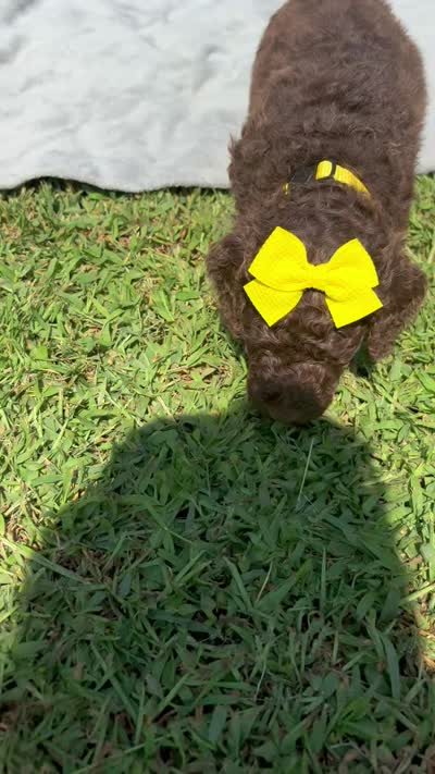 Goldie aka Gold collar Girl, a female Poodle - Standard  for sale in Corydon, IN – 2 of 7