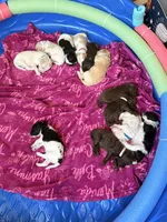 Pinky aka Pink collar, a female Poodle - Standard  for sale in Corydon, IN – 3 of 5