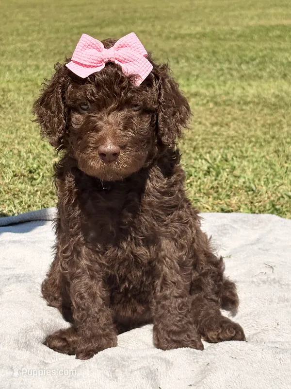 Pinky aka Pink collar Girl – Poodle - Standard  puppy for sale in Corydon, IN