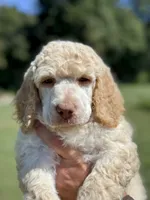 Big Boy aka Black collar male, a male Poodle - Standard  for sale in Corydon, IN – 1 of 7