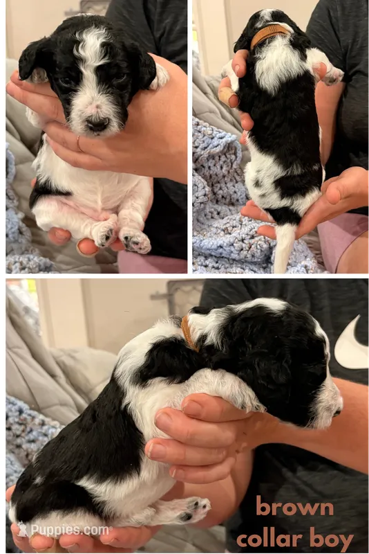 Brownie aka Brown Collar – Poodle - Standard  puppy for sale in Corydon, IN
