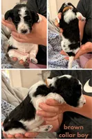 Brownie aka Brown Collar, a male Poodle - Standard  for sale in Corydon, IN – 1 of 6