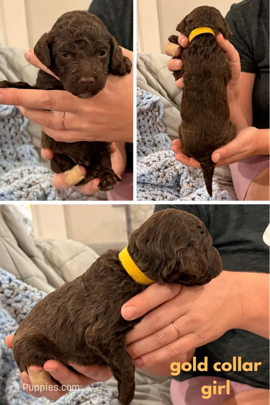 Goldie aka Gold collar – Poodle - Standard  puppy for sale in Corydon, IN