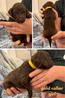 Goldie aka Gold collar, a female Poodle - Standard  for sale in Corydon, IN – 1 of 6