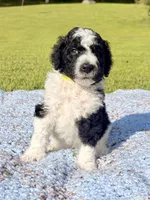 Curly aka Lime Collar Girl, a male Poodle - Standard  for sale in Corydon, IN – 4 of 9