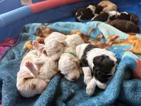 Green man aka green collar, a male Poodle - Standard  for sale in Corydon, IN – 2 of 6