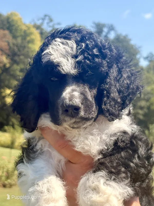 Curly aka Lime Collar boy – Poodle - Standard  puppy for sale in Corydon, IN