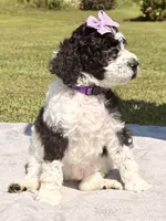 Violet aka Purple collar Girl, a female Poodle - Standard  for sale in Corydon, IN – 5 of 10