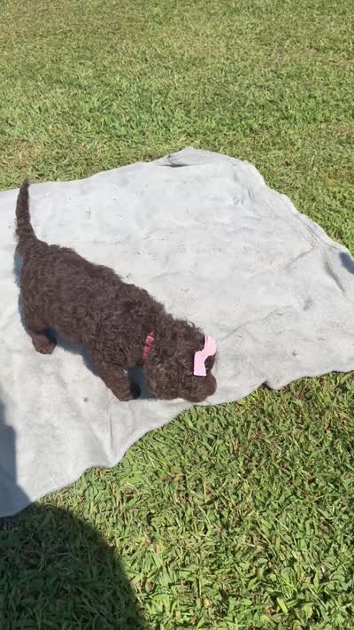 Pinky aka Pink collar Girl, a female Poodle - Standard  for sale in Corydon, IN – 3 of 10