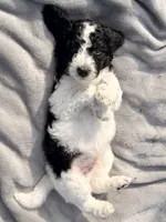 Brownie aka Brown Collar Male, a male Poodle - Standard  for sale in Corydon, IN – 4 of 6