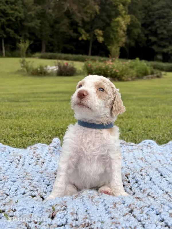 Navy aka Navy collar – Poodle - Standard  puppy for sale in Corydon, IN