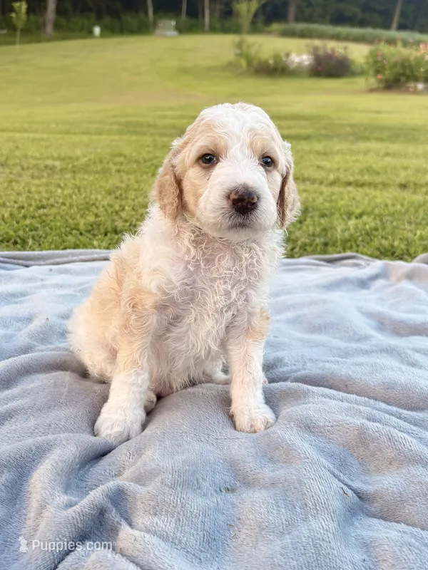 Bluey aka Blue Collar Male – Poodle - Standard  puppy for sale in Corydon, IN